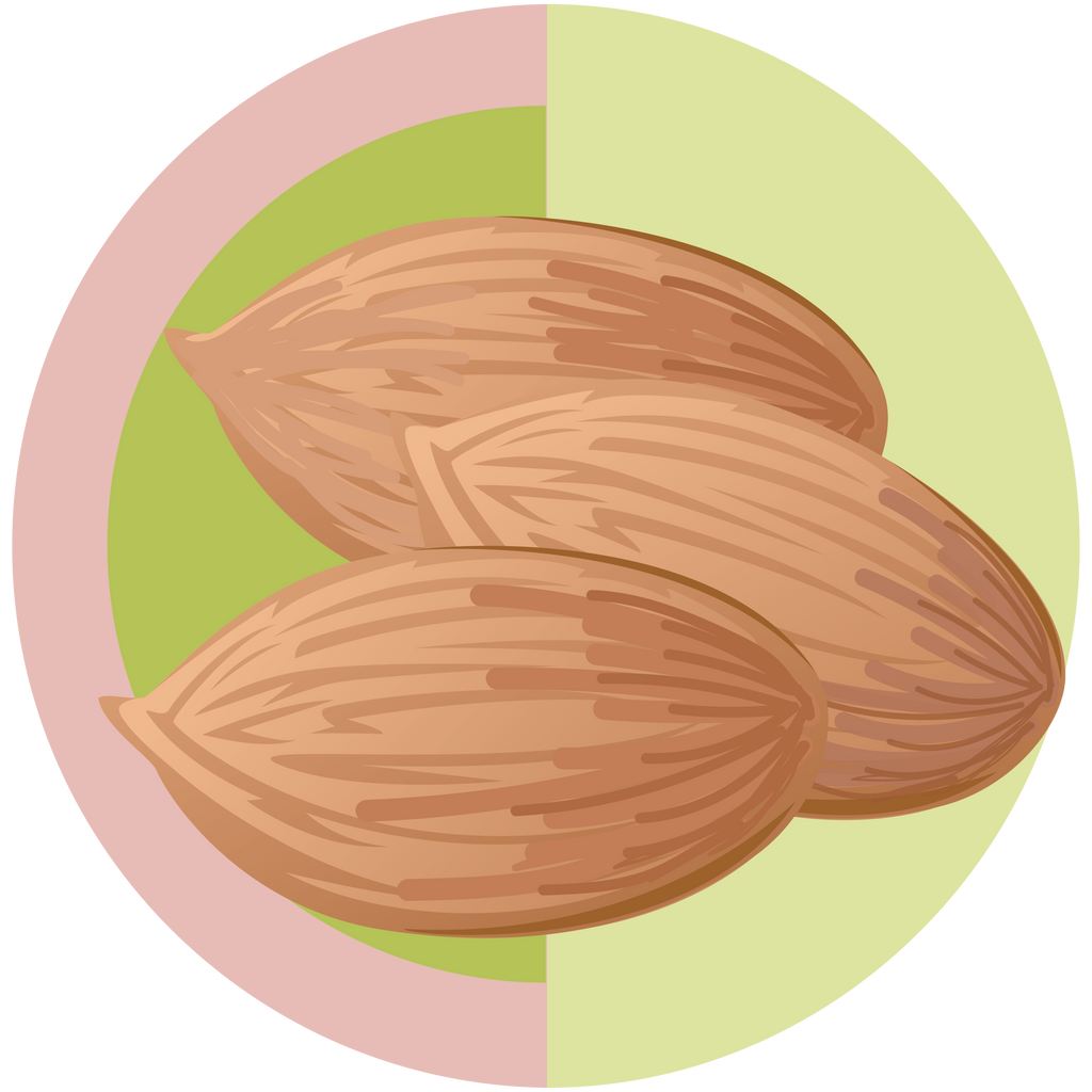 Almond Oil - Boho Botanist