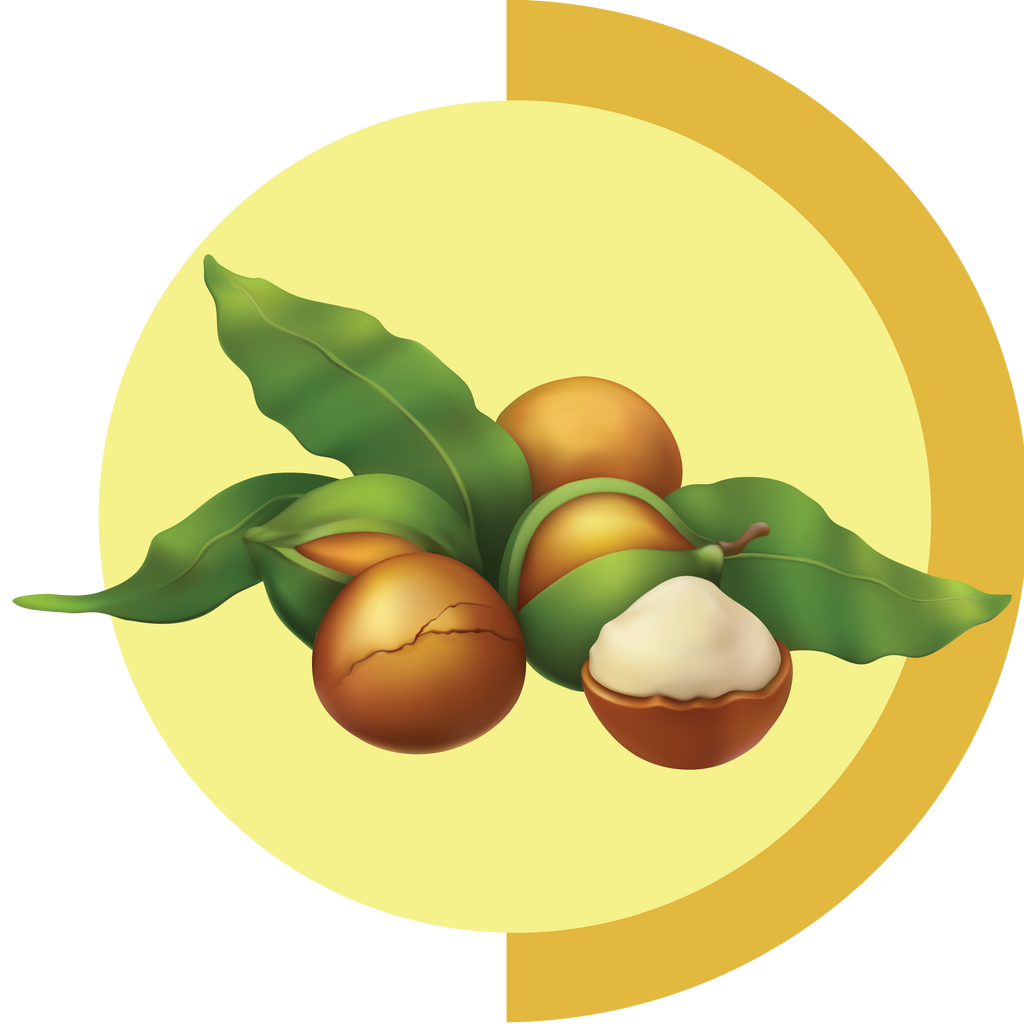 Macadamia - Boho Botanist