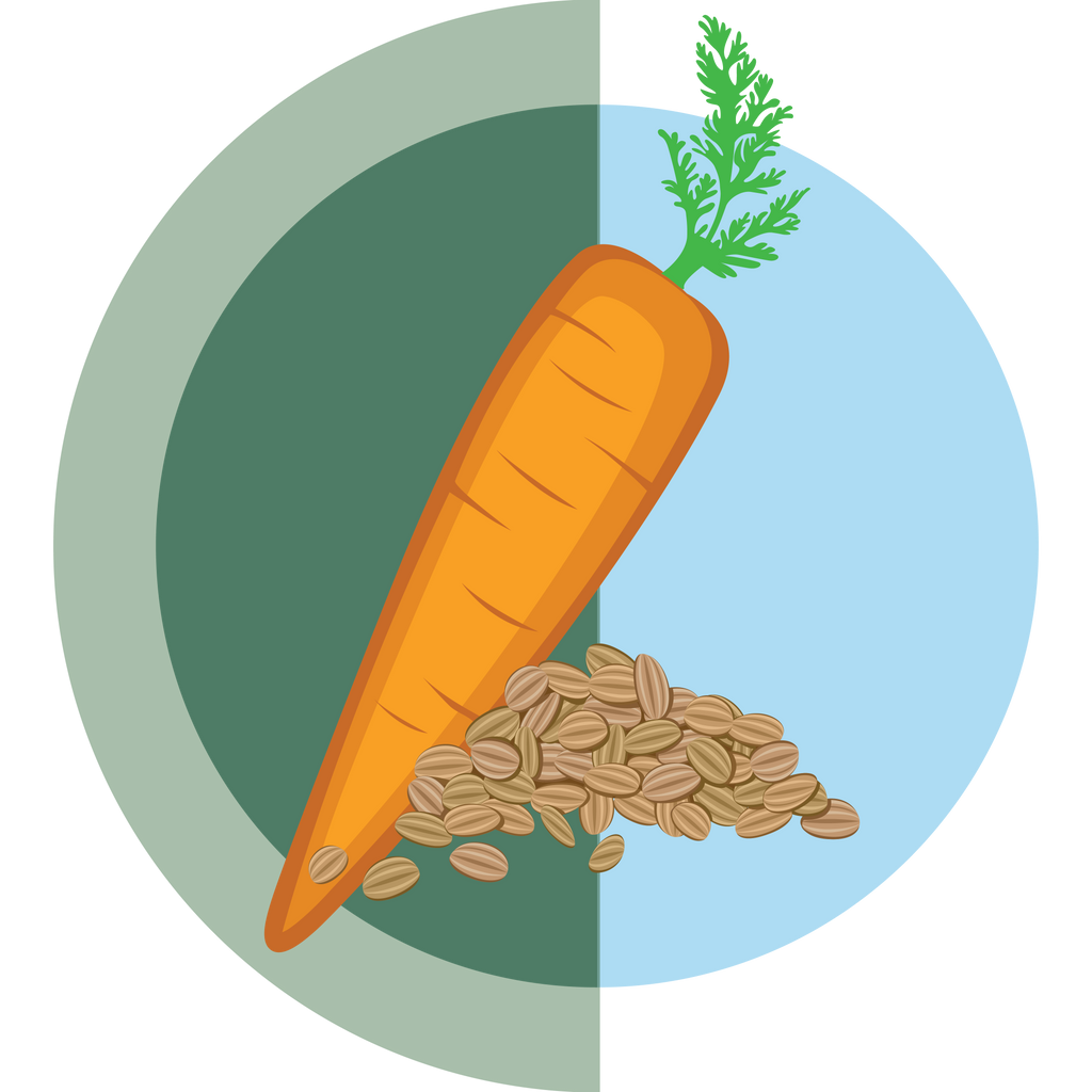 Carrot Seed Oil - Boho Botanist