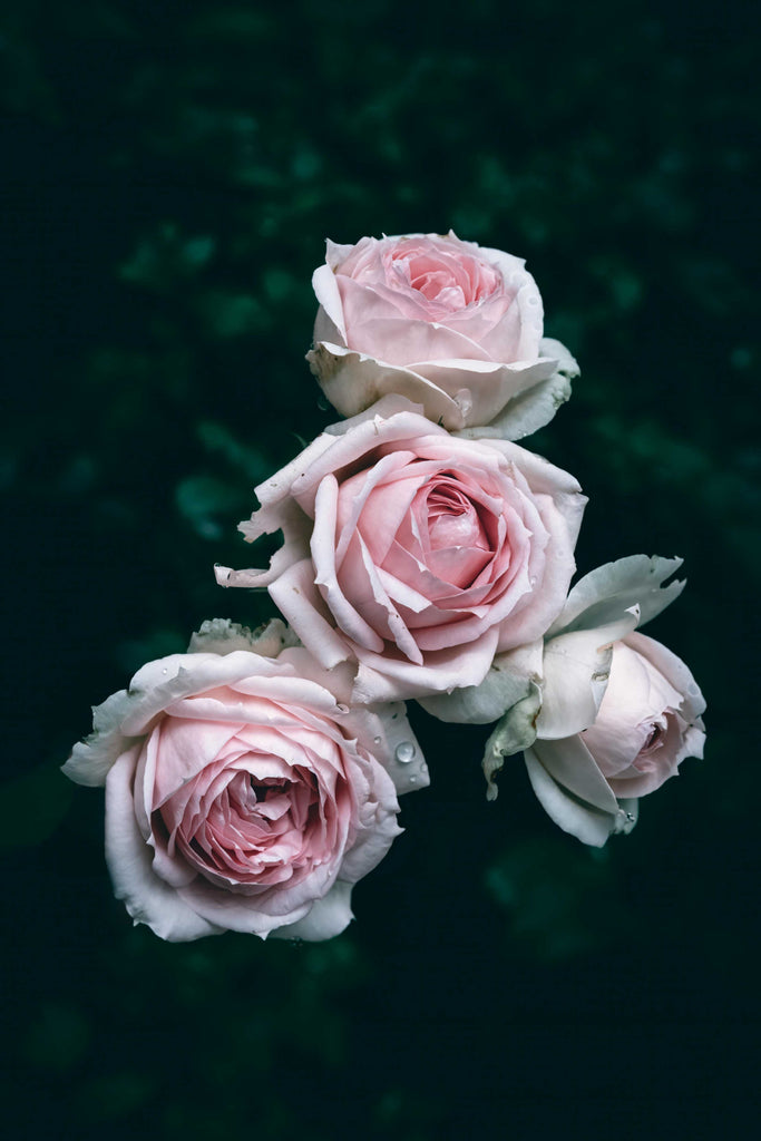 Why Bulgarian Rose Is a Gamechanger for Hydrating and Soothing Skin