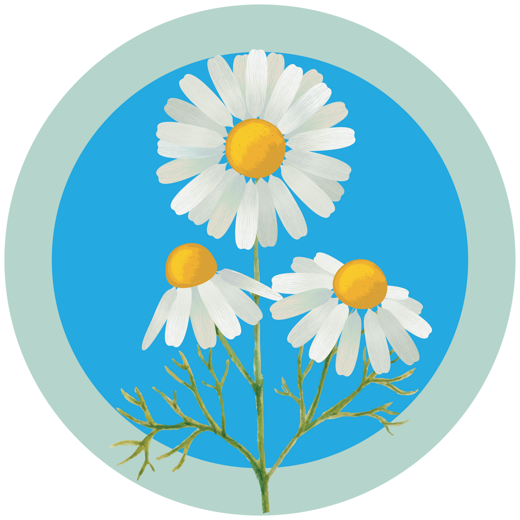 Chamomile Oil - Boho Botanist